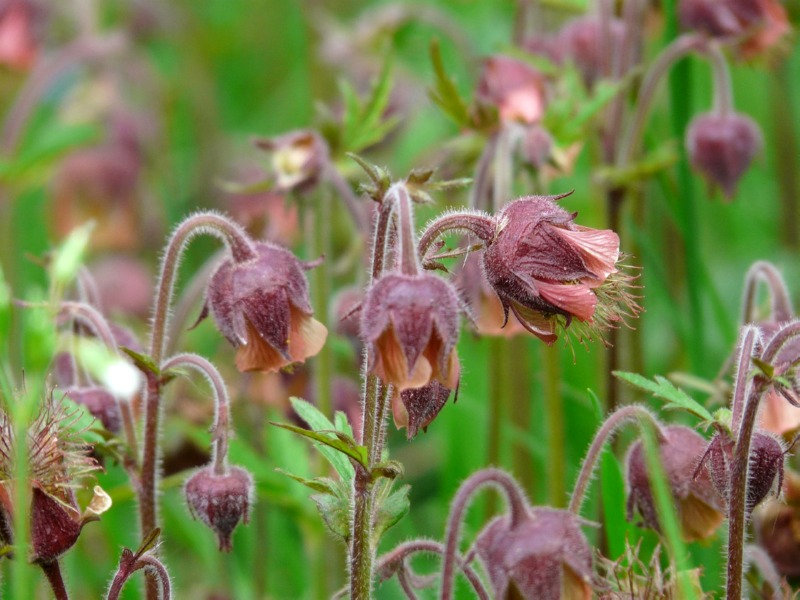 Bachnelkenwurz - Geum rivale