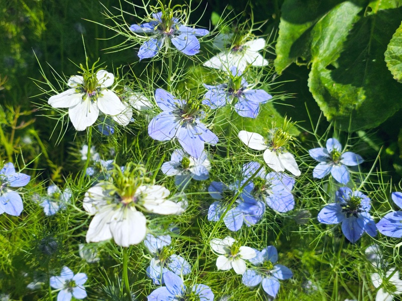 Jungfer im Grünen - Nigella damascena "Azure-White Harmony"