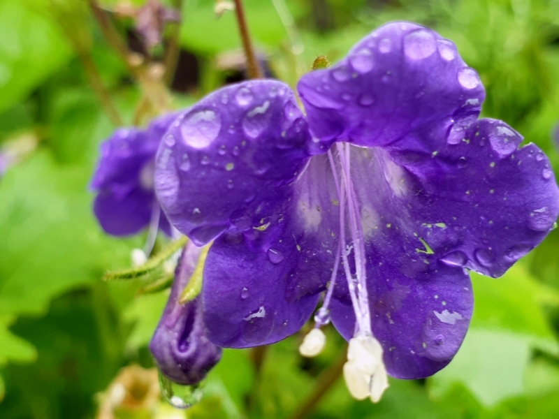 Saatgut Großblütige Phacelie - Phacelia grandiflora 'Summertime Blues'