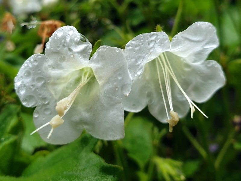 Großblütige Phacelie - Phacelia grandiflora 'Summertime Blues'