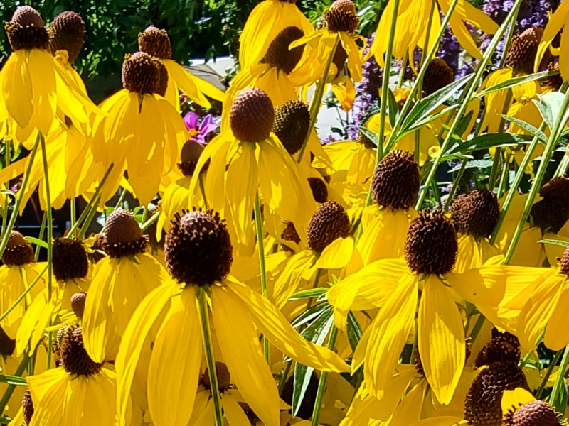 Gelbe Präriezapfenblume - Ratibida pinnata