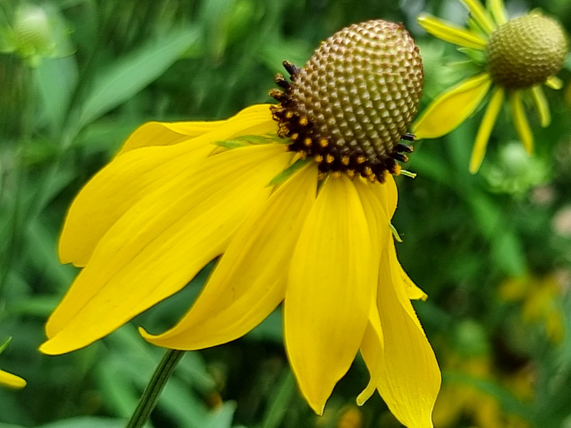 Gelbe Präriezapfenblume - Ratibida pinnata