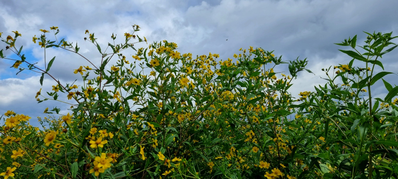 Ramtillkraut - Guizotia abyssinica