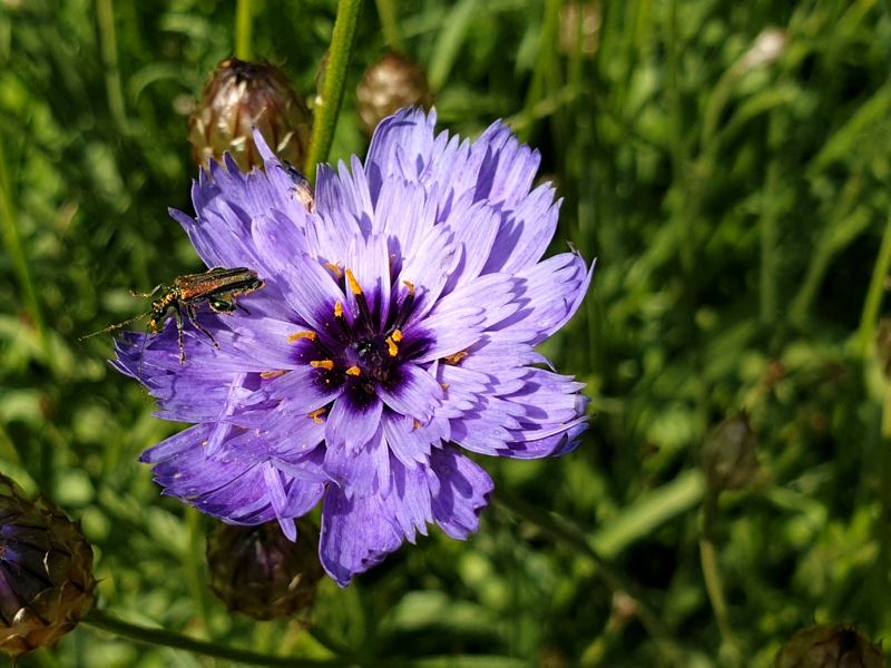 Rasselblumen Blau- Catananche caerulea