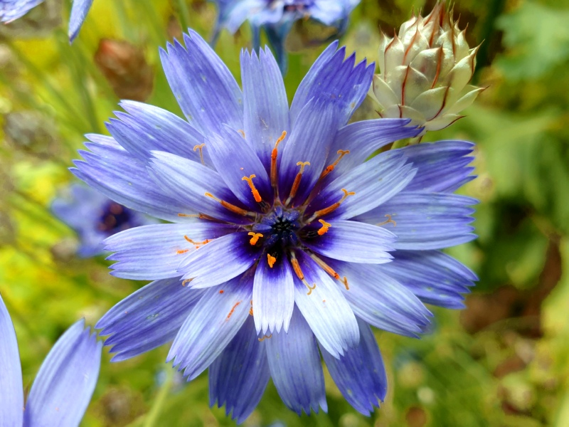 Saatgut Rasselblumen Blau- Catananche caerulea