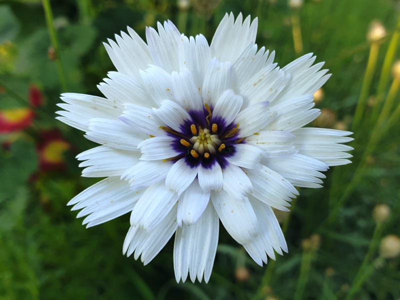 Rasselblumen Blau- Catananche caerulea