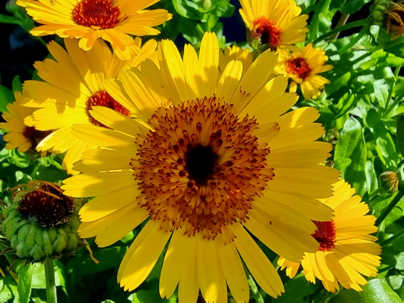 Saatgut Ringelblume - Calendula officinalis - "Yellow Crown"