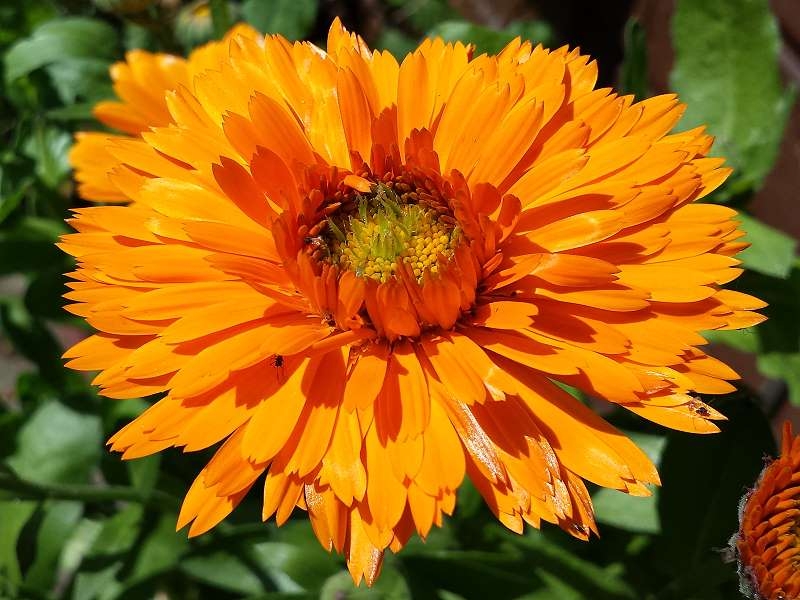 Ringelblume Greeheart Orange - Calendula officinalis
