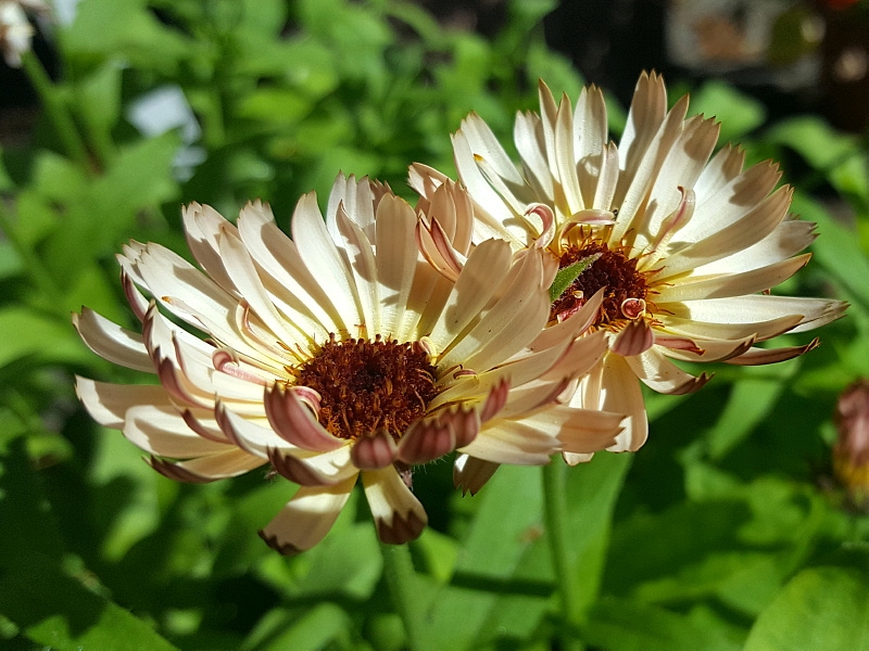 Ringelblume - Calendula officinalis "Touch of Red Buff"