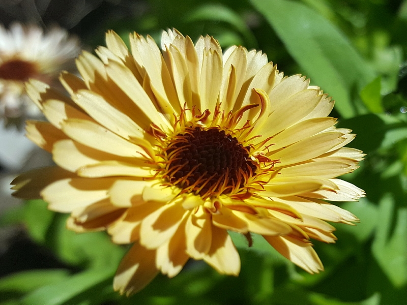 Ringelblume - Calendula officinalis "Touch of Red Buff"
