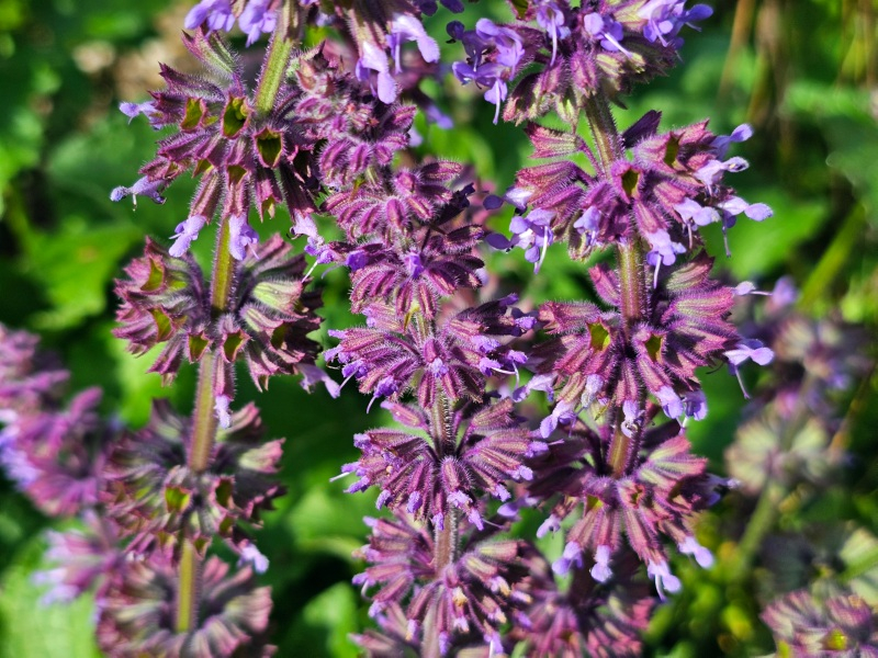 Quirlblütiger Salbei - Salvia verticillata