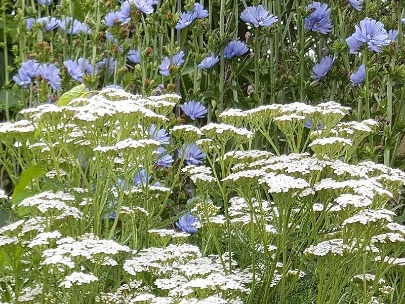 Goldene Schafgarbe  - Achillea filipendulina 'Parkers Varietät'