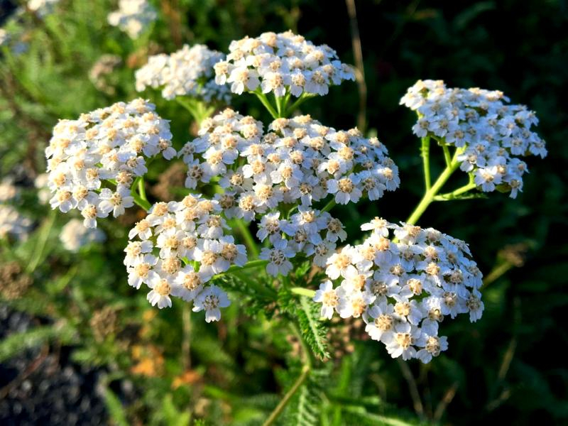 Goldene Schafgarbe  - Achillea filipendulina 'Parkers Varietät'