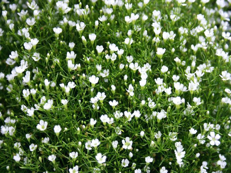 Schleierkraut - Gypsophila elegans