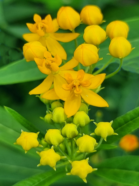 Gelbe Seidenpflanze - Asclepias curassavica 'Silky Gold'