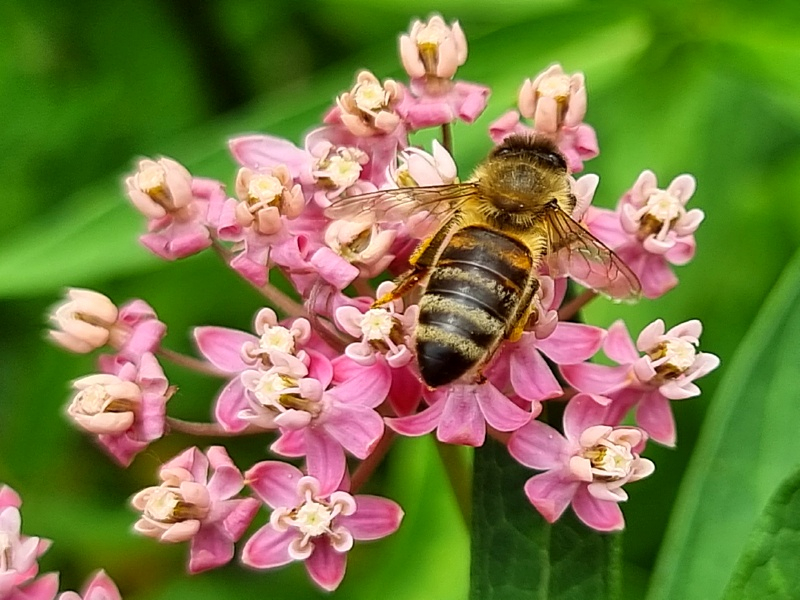 Rosa-Seidenpflanze---Asclepias-incarnata