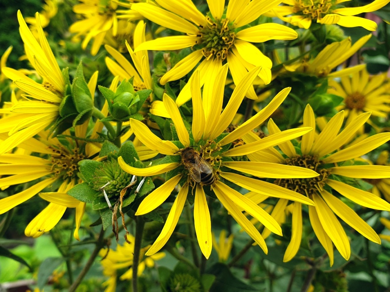 Set - Stauden Sonnenblumen