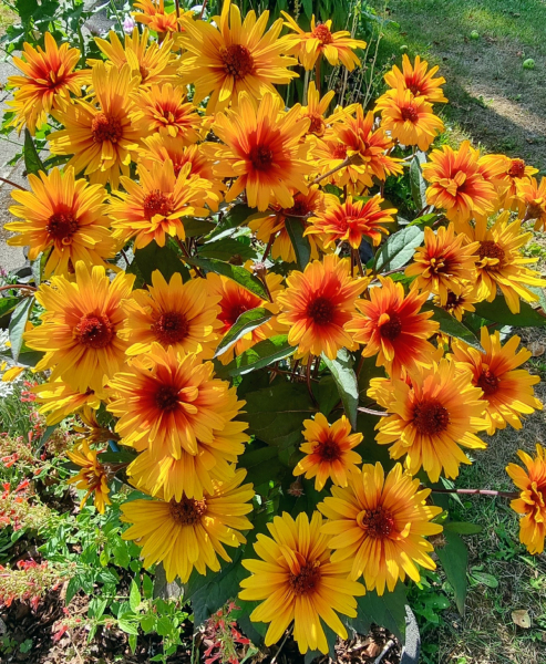 Sonnenauge - Heliopsis helianthoides "Funky Spinner"