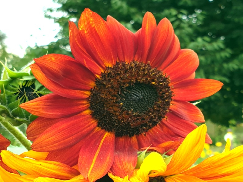 Sonnenblume Bunter Mix - Helianthus annuus