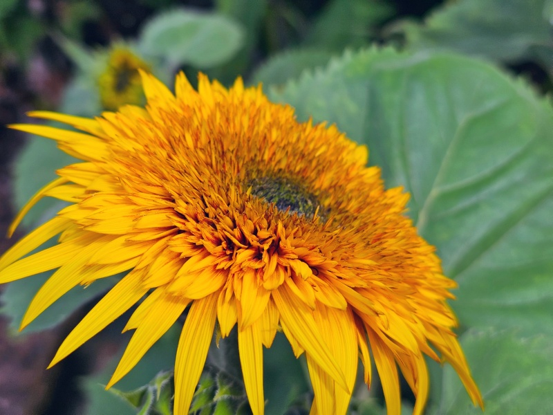 Stern-Sonnenblume - Helianthus annuus 'Astra Yellow Brown'