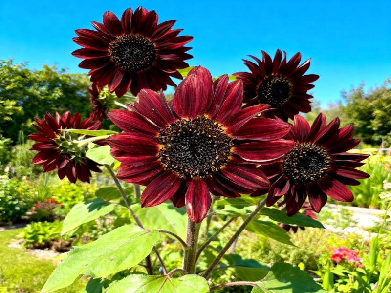 Sonnenblume - Helianthus annuus 'Chocolate Cherry'