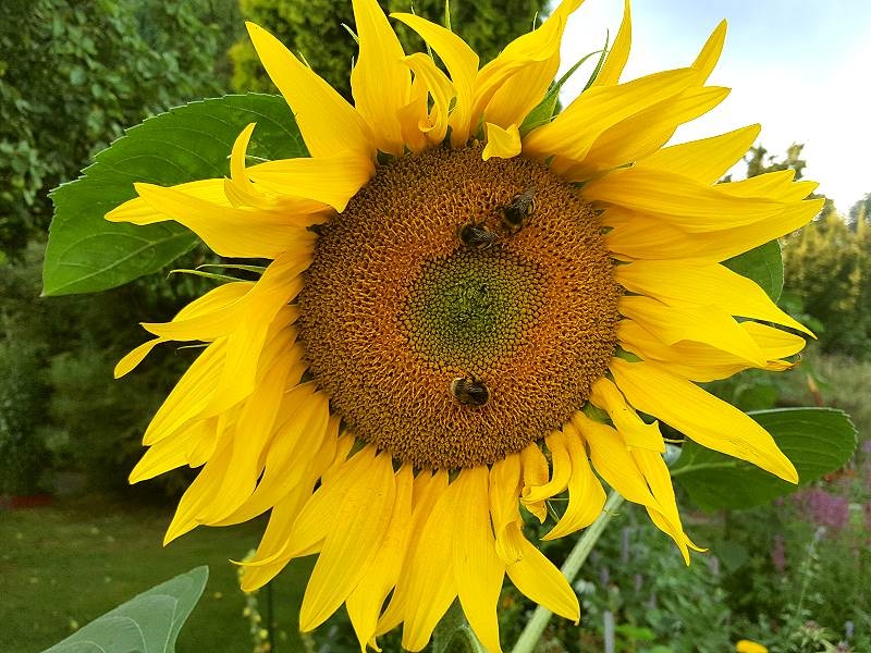Sonnenblume "Summersun" - Helianthus annuus