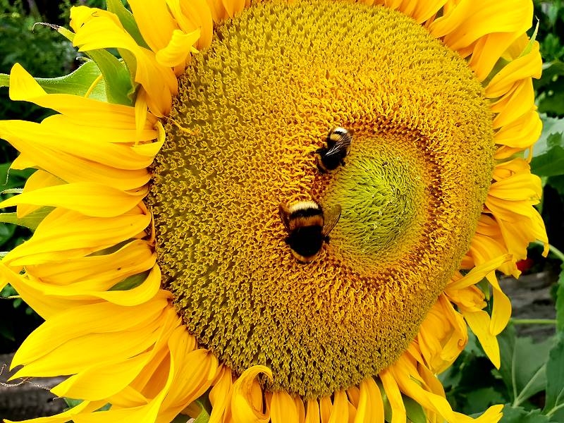 Saatgut Gelbe Sonnenblume "Summersun" - Helianthus annuus