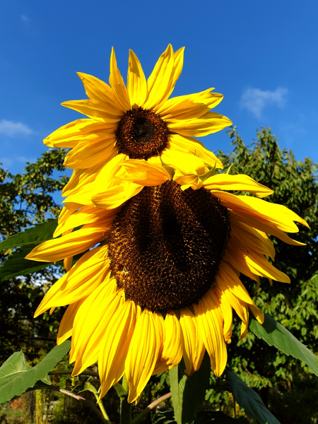 Gelbe Sonnenblume - Helianthus annuus
