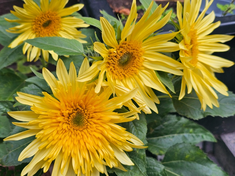 Sonnenblume - Helianthus annuus "Lemon Cutie"