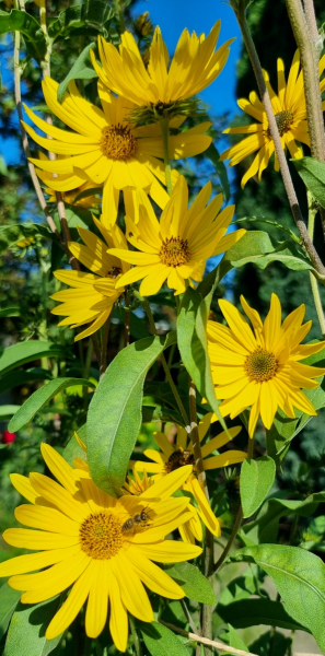 Maximilian-Sonnenblume - Helianthus maximiliani