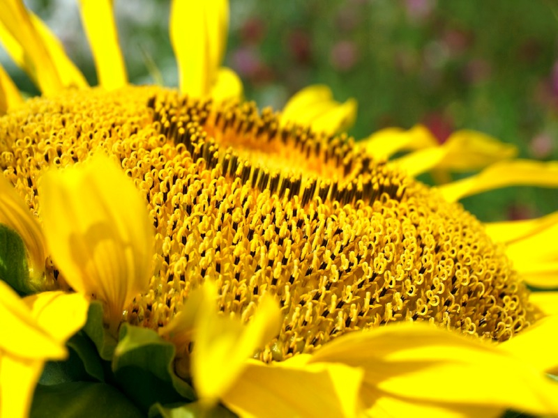 Giganten Sonnenblume - Helianthus annuus