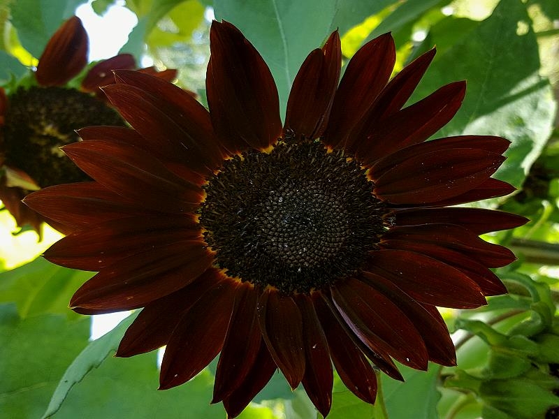 Sonnenblume Chocolat- Helianthus annuus