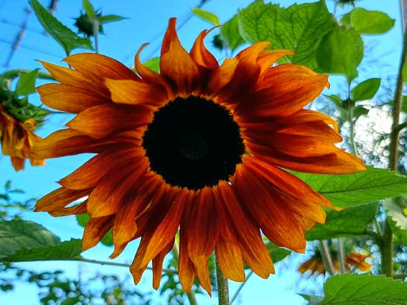 Sonnenblume "Terracotta"- Helianthus annuus