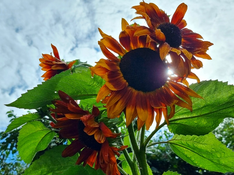Sonnenblume "Mahagony"- Helianthus annuus