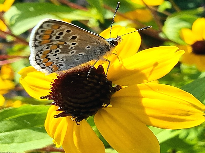 Dreilappiger Sonnenhut - Rudbeckia triloba