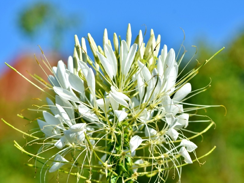 Spinnenblume - Cleome hassleriana 'White Queen'