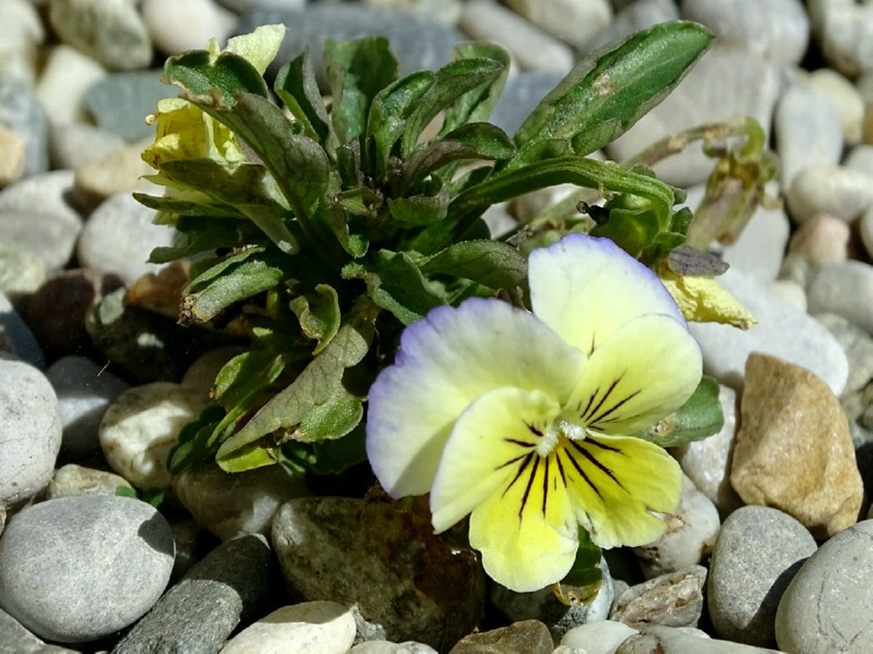 Acker-Stiefmütterchen - Viola arvensis