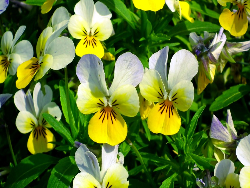 Acker-Stiefmütterchen - Viola arvensis