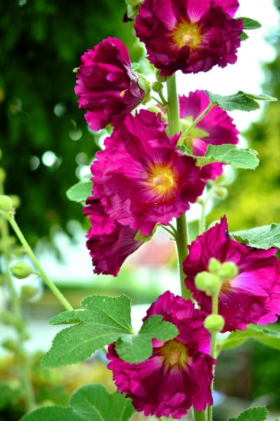 Gewöhnliche Stockrose Lila Dunkelrot Bordeaux- Alcea rosea