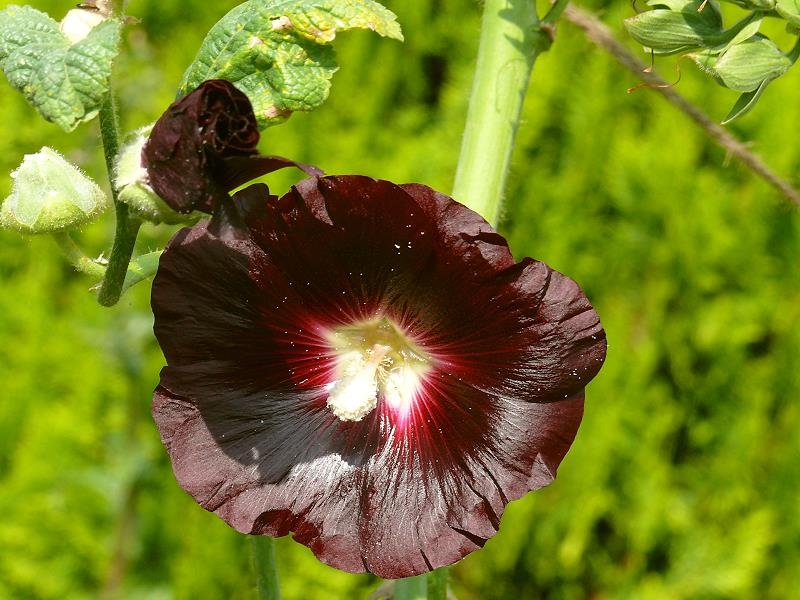 Saatgut Gewöhnliche Stockrose schwarz - Alcea rosea "Black"