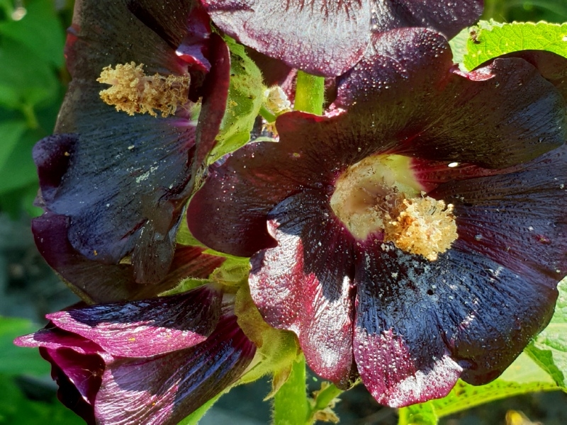 Schwarzrote Stockrose - Alcea rosea "Black"