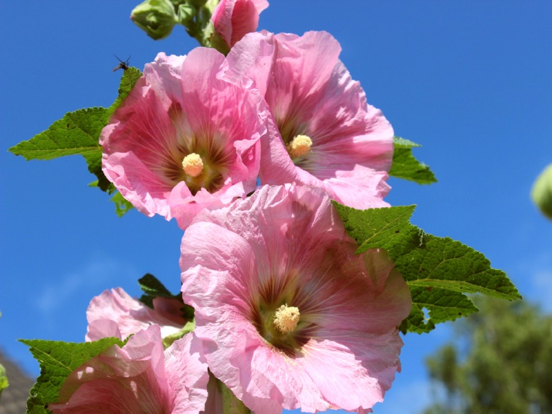 Gewöhnliche Stockrose Rosa-Gelb - Alcea rosea