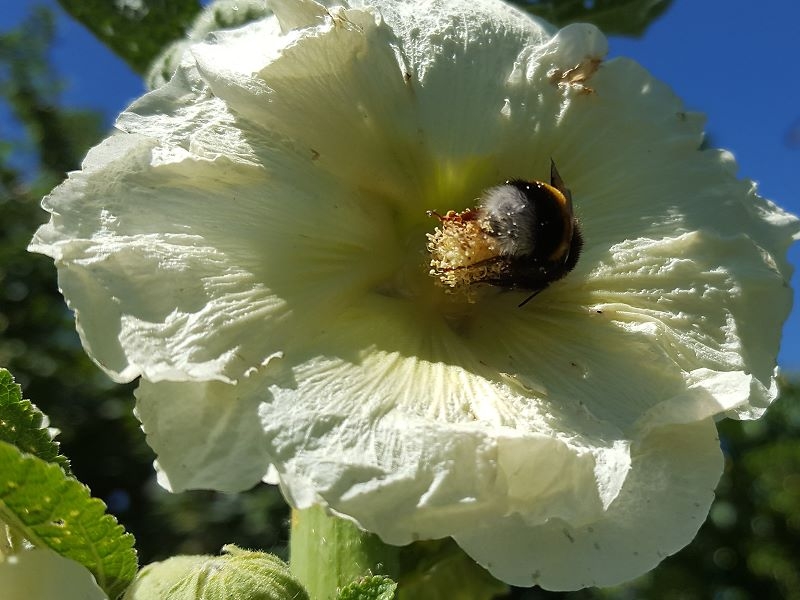 Saatgut Gewöhnliche Stockrose - Alcea rosea "White Touch Yellow"