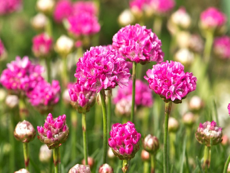 Rote Strandnelke - Armeria maritima