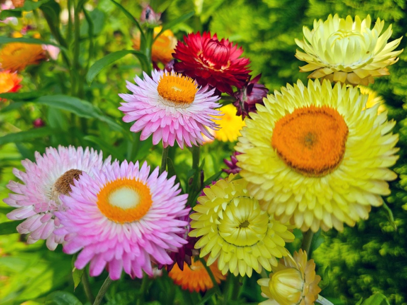 Strohblumen - Helichrysum bracteatum