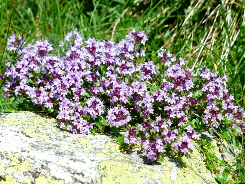 Arznei-Thymian - Thymus pulegioides