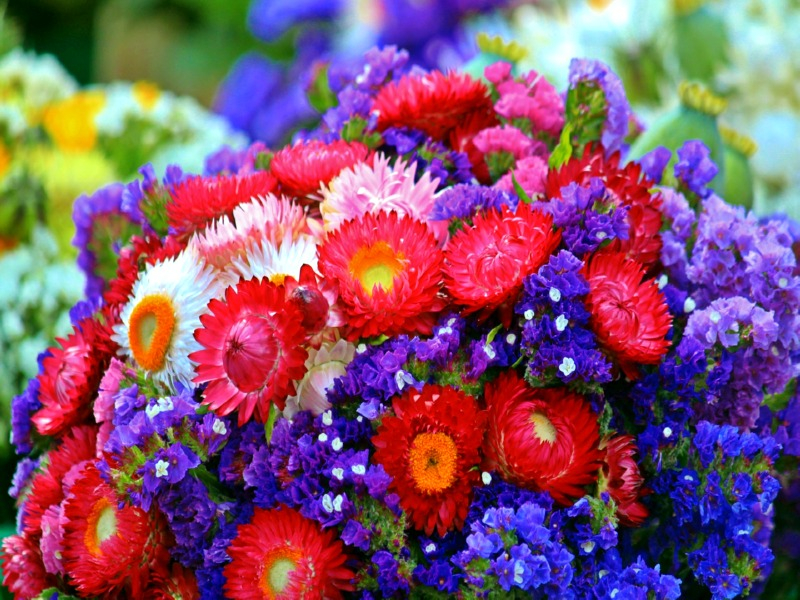 Trockenblumen-Mischung