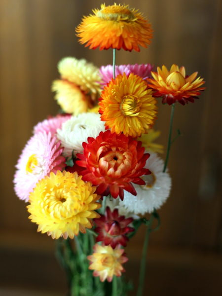 Trockenblumen-Mischung