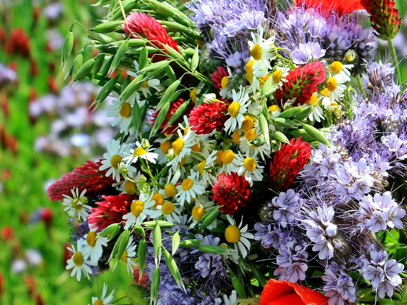 Trockenblumen-Mischung