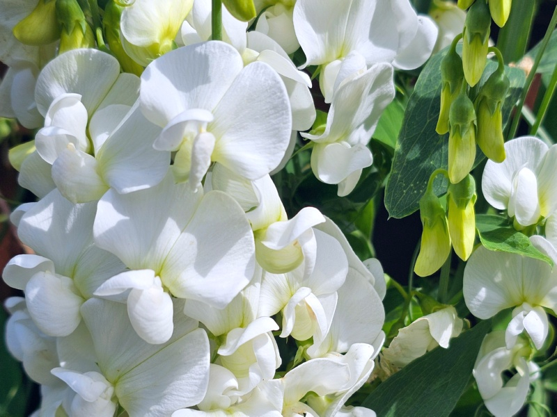 Weiße Staudenwicke - Lathyrus latifolius 'Weisse Perle'